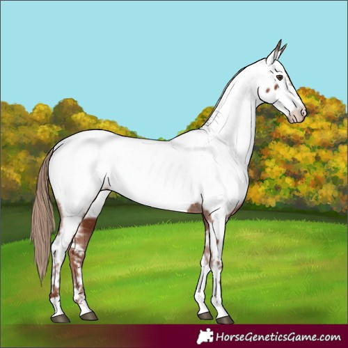 Horse Color:Chestnut Tobiano Appaloosa 