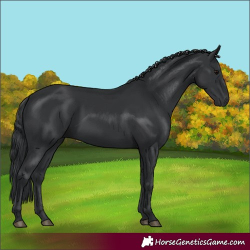Horse Color:Black 