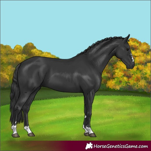Horse Color:Black 