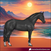 Horse Color:Black 