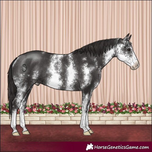 Horse Color:Smoky Black Sabino Rabicano 
