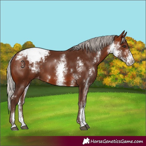 Horse Color:Silver Bay Sabino Appaloosa 