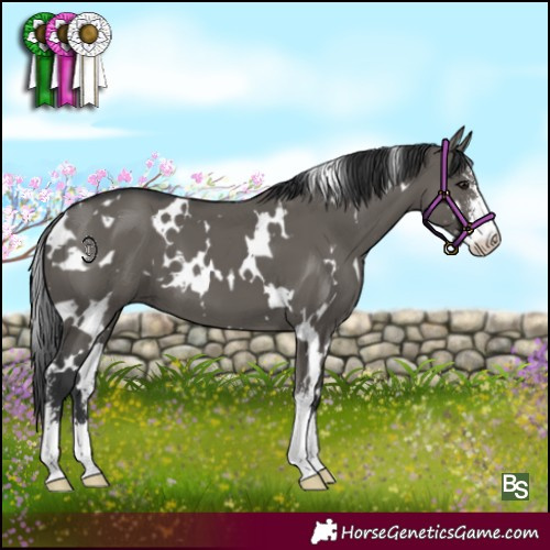 Horse Color:White Spotted Grullo Sabino 