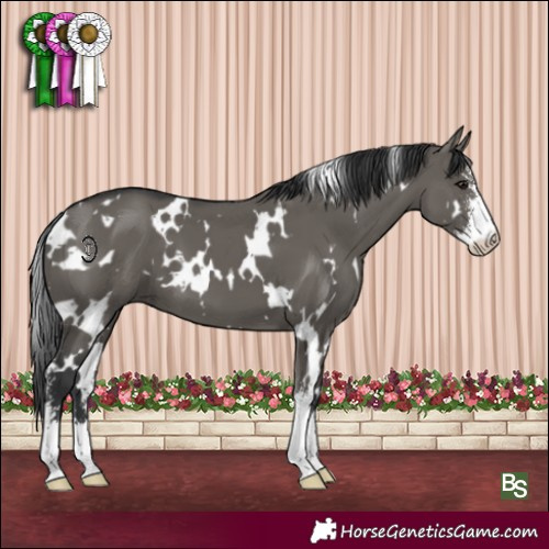 Horse Color:White Spotted Grullo Sabino 