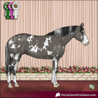 Horse Color:White Spotted Grullo Sabino 