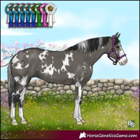 Horse Color:White Spotted Grullo Sabino