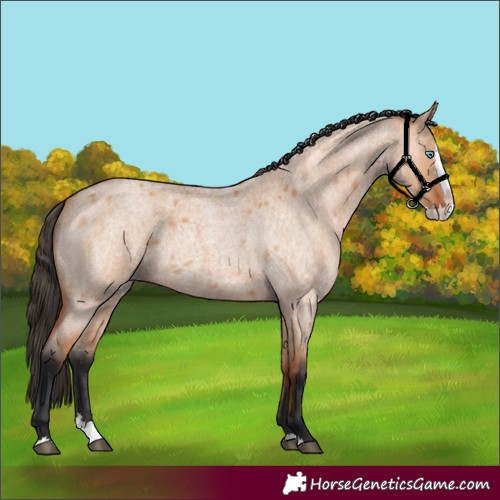 Horse Color:Bay Roan Dun Splash 