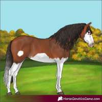 Horse Color:Bay Splash Frame 