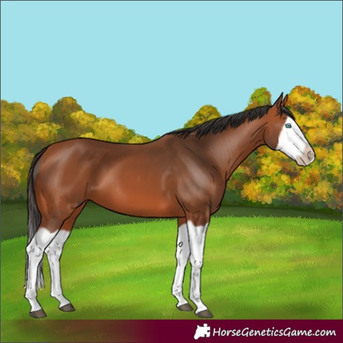 Horse Color:Bay Splash Frame