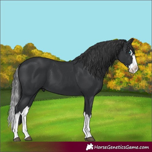 Horse Color:Black Splash