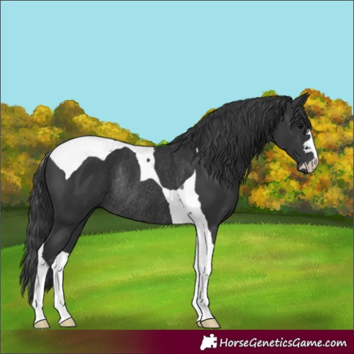 Horse Color:Black Tobiano Rabicano