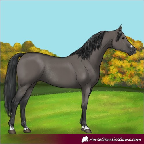 Horse Color:Grullo Rabicano 