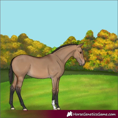 Horse Color:Bay Dun