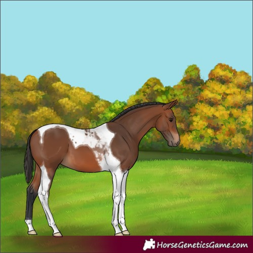 Horse Color:Bay Tobiano