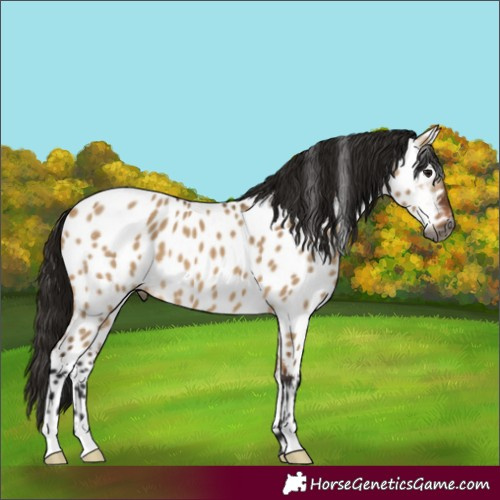 Horse Color:Gray Bay Dun Appaloosa 