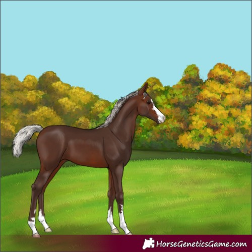 Horse Color:Silver Brown 