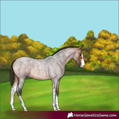 Horse Color:Bay Roan Sabino