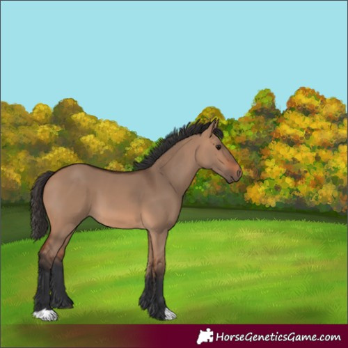 Horse Color:Bay Dun