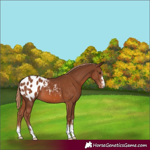 Horse Color:Chestnut Appaloosa 