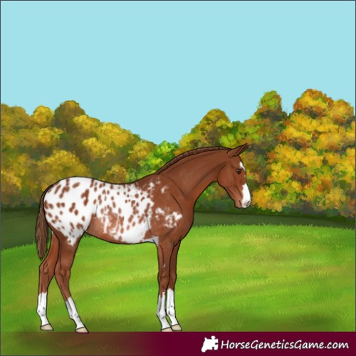 Horse Color:Chestnut Appaloosa Rabicano
