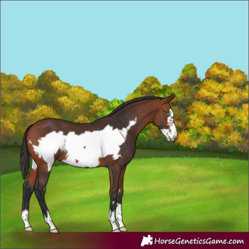 Horse Color:Bay Frame