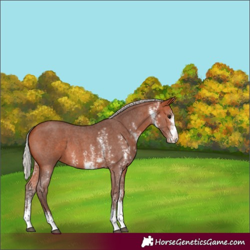 Horse Color:Silver Bay Sabino 