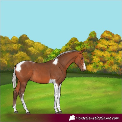 Horse Color:Silver Bay Tobiano 
