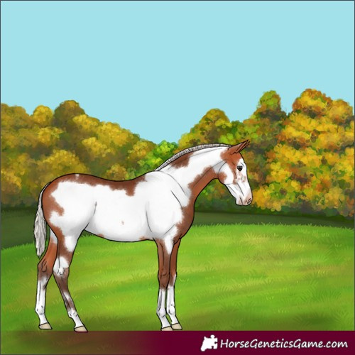 Horse Color:Silver Bay Frame Appaloosa
