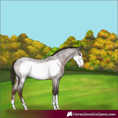 Horse Color:Liver Red Roan Frame Appaloosa