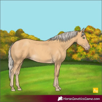 Horse Color:Gold Cream Champagne