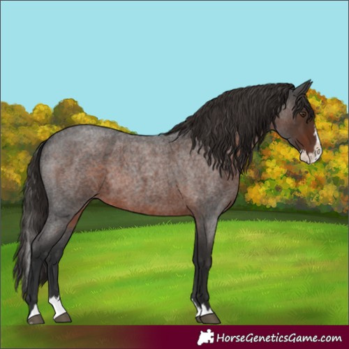 Horse Color:Unknown 