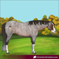 Horse Color:Liver Red Roan Splash