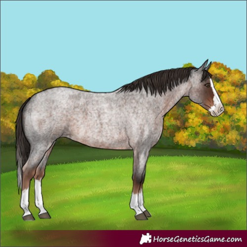 Horse Color:Liver Red Roan Splash 