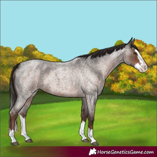 Horse Color:Liver Red Roan Splash 