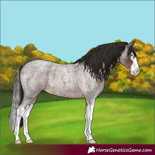 Horse Color:Liver Red Roan Splash 