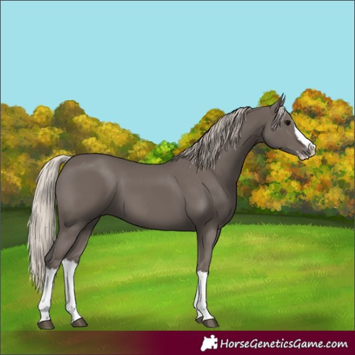 Horse Color:Silver Black Splash 