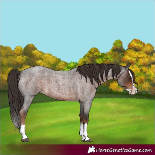 Horse Color:Liver Red Roan Splash 