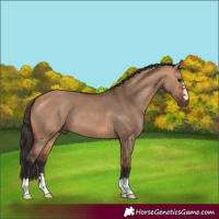 Horse Color:Bay Dun