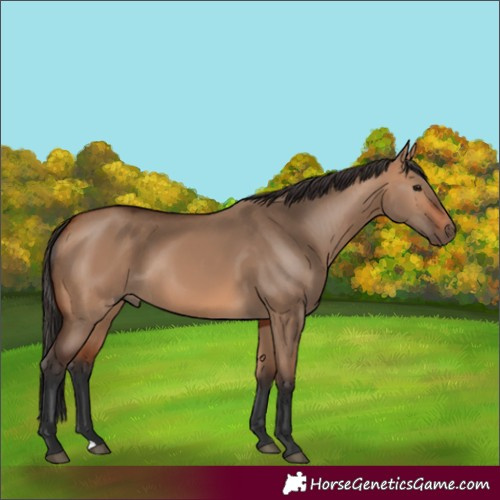 Horse Color:Unknown 