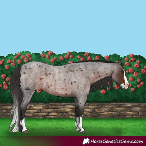 Horse Color:Liver Red Roan Splash