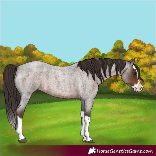 Horse Color:Unknown 