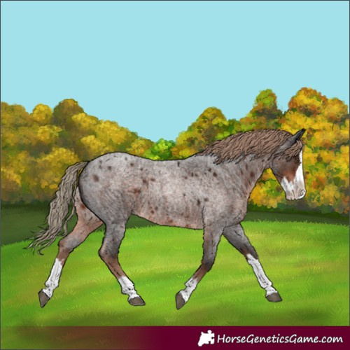Horse Color:Liver Red Roan Splash 