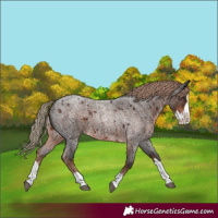 Horse Color:Liver Red Roan Splash 