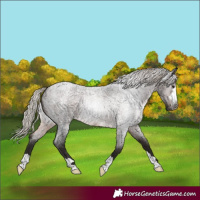 Horse Color:Gray Silver Brown Roan 