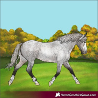 Horse Color:Gray Silver Brown Roan 