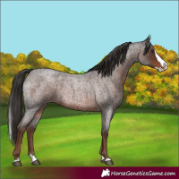 Horse Color:Liver Red Roan Splash 