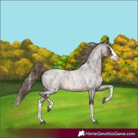 Horse Color:Liver Red Roan Splash