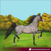 Horse Color:Liver Red Roan Splash 