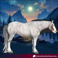 Horse Color:Liver Red Roan Splash