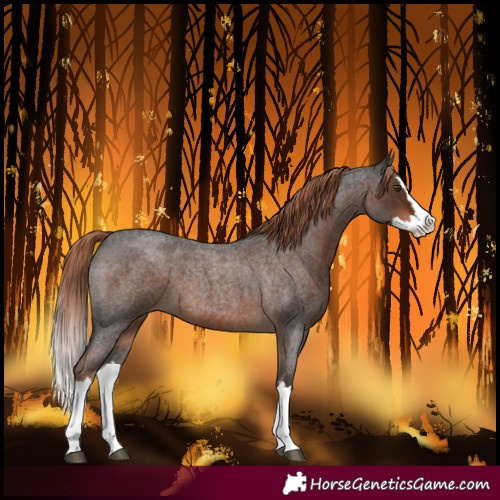 Horse Color:Liver Red Roan Splash 